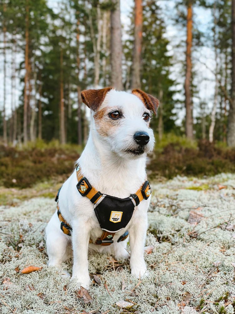 Woolly Wolf Harness Sea to Summit