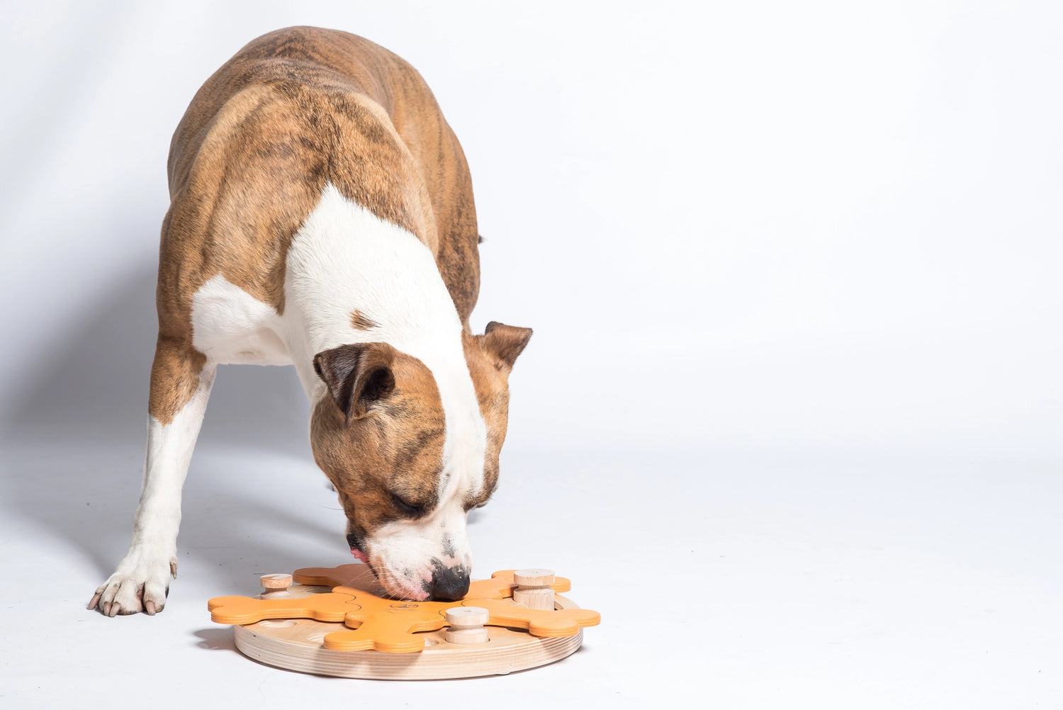 My Intelligent Pets Carousel of Bones