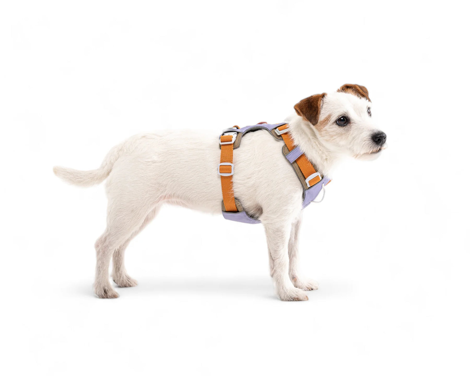Woolly Wolf Alpha 360 Harness Lavender