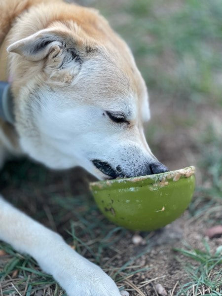 Jardin de Sodapup pour manger Tipsy Bowl Green