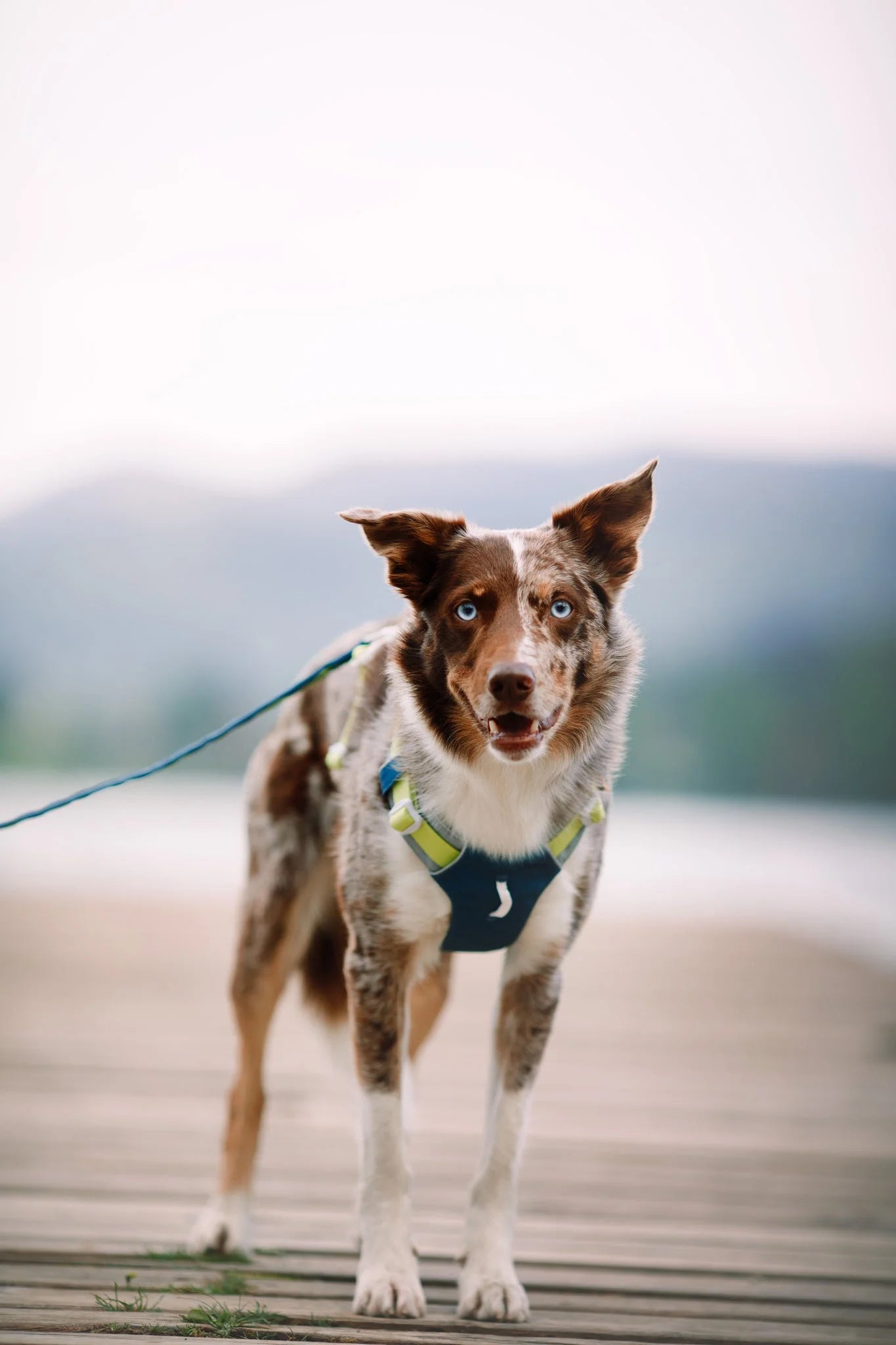 Woolly Wolf Alpha 360 Harness Deep Teal Mix