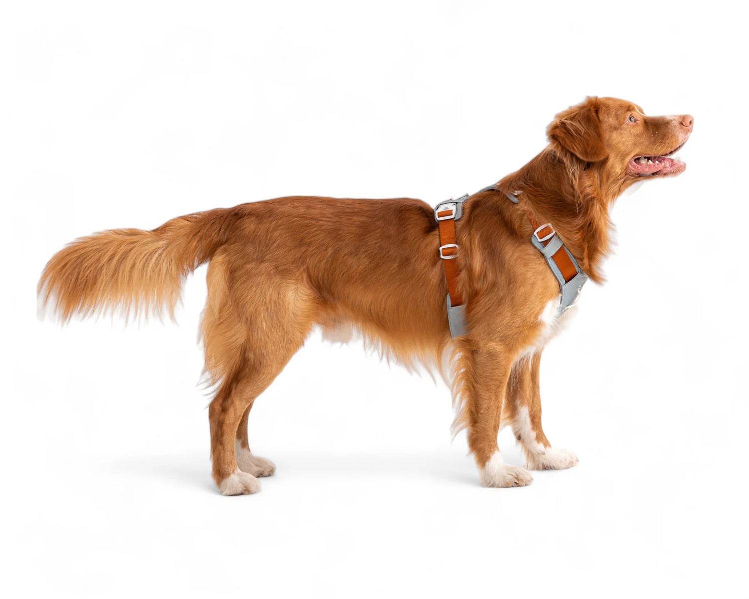 Woolly Wolf Alpha 360 Harness Glacier Green