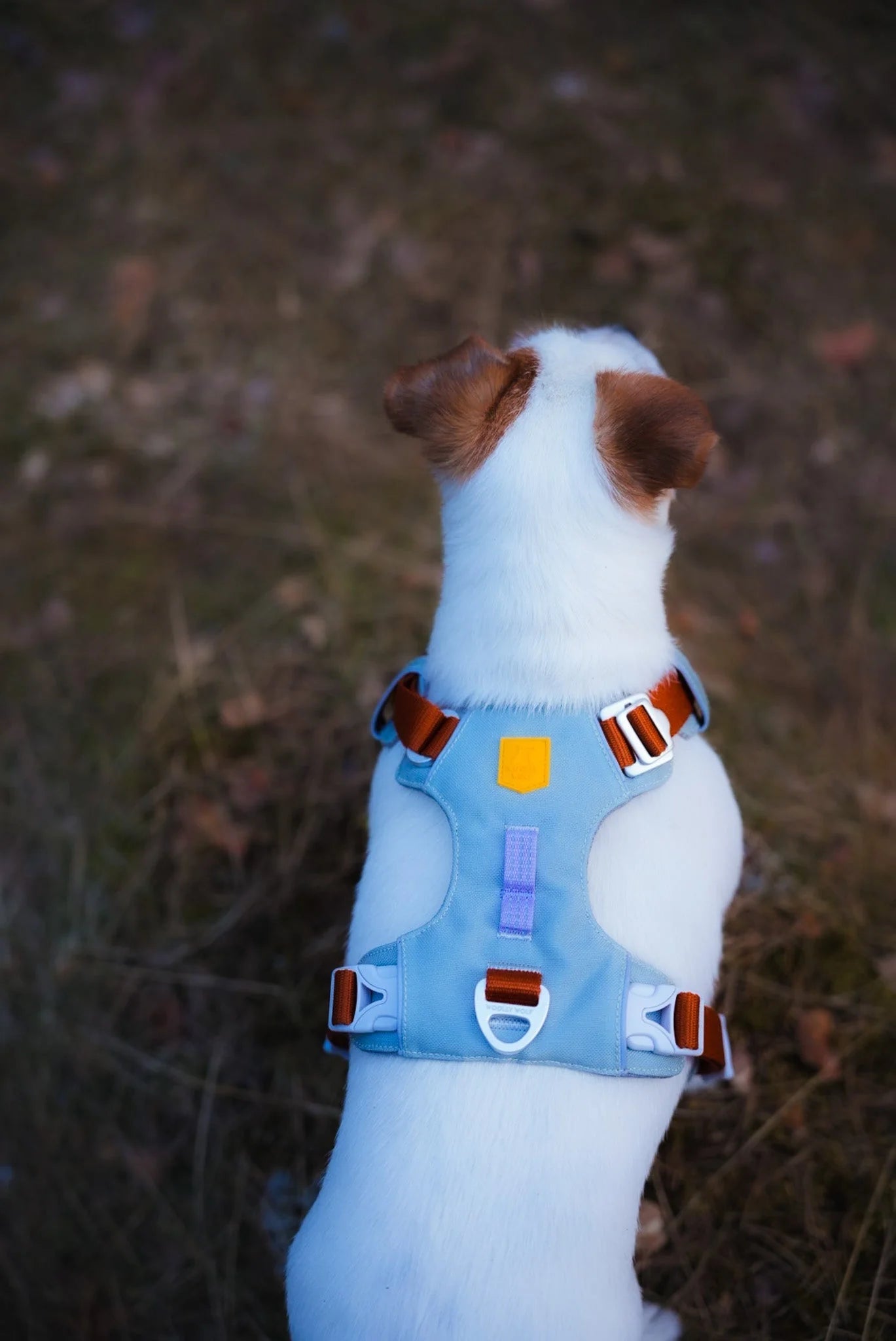 Woolly Wolf Alpha 360 Harness Glacier Green