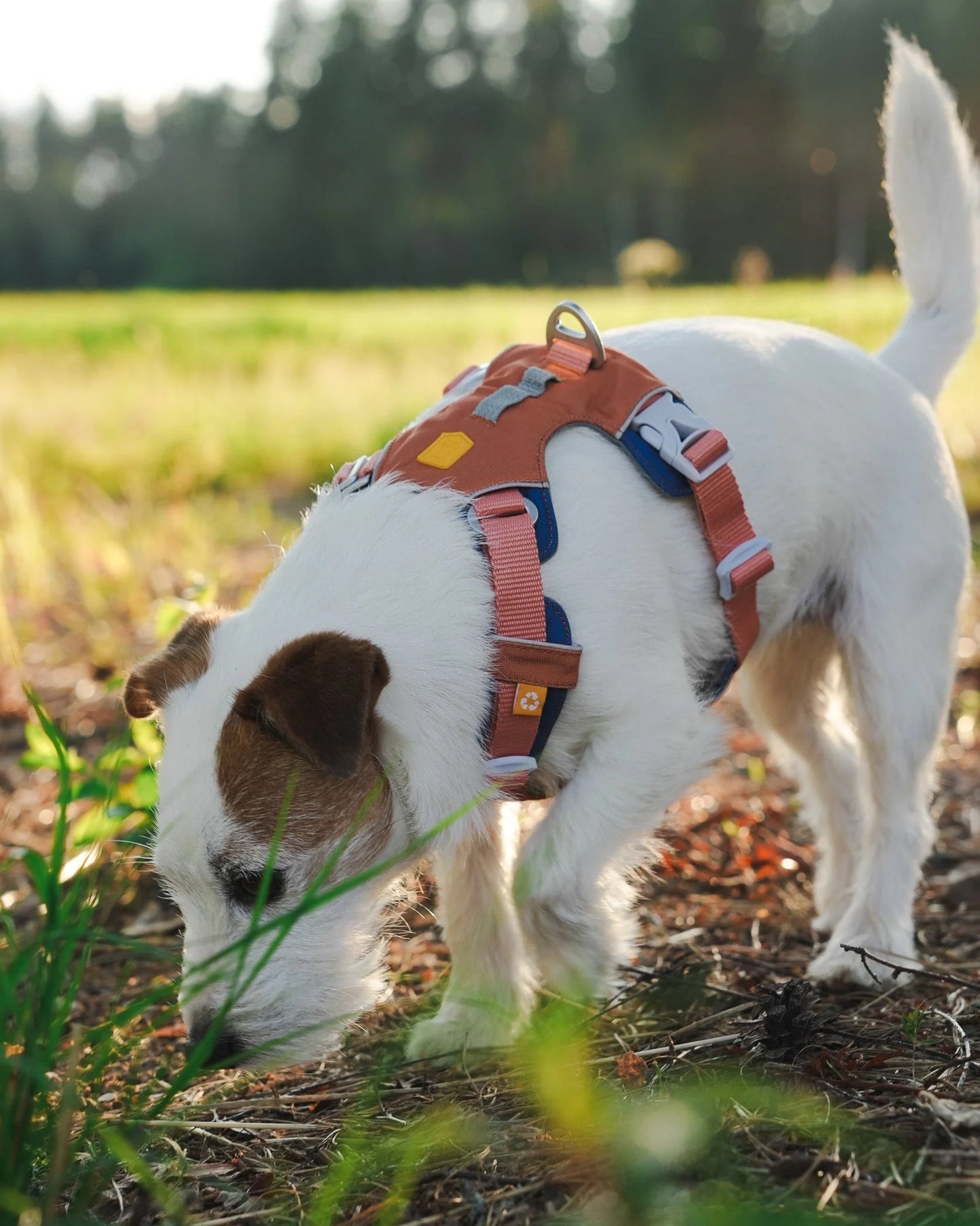 Woolly Wolf Alpha 360 Harness Golden Hour