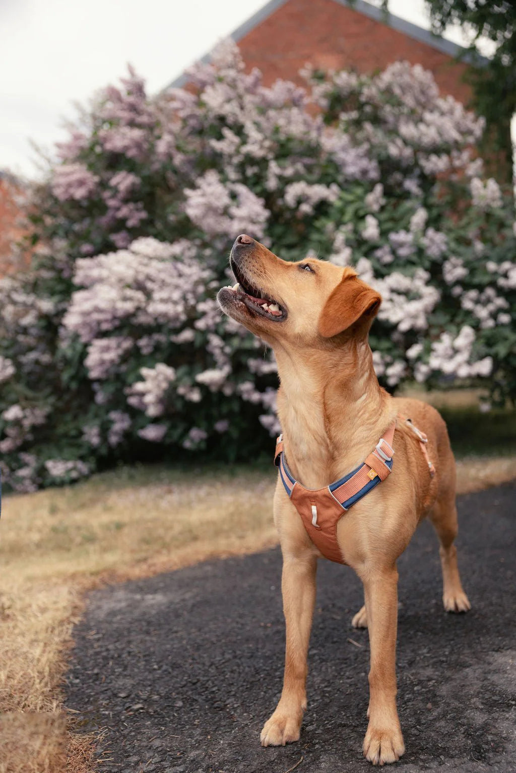 Woolly Wolf Alpha 360 Harness Golden Hour