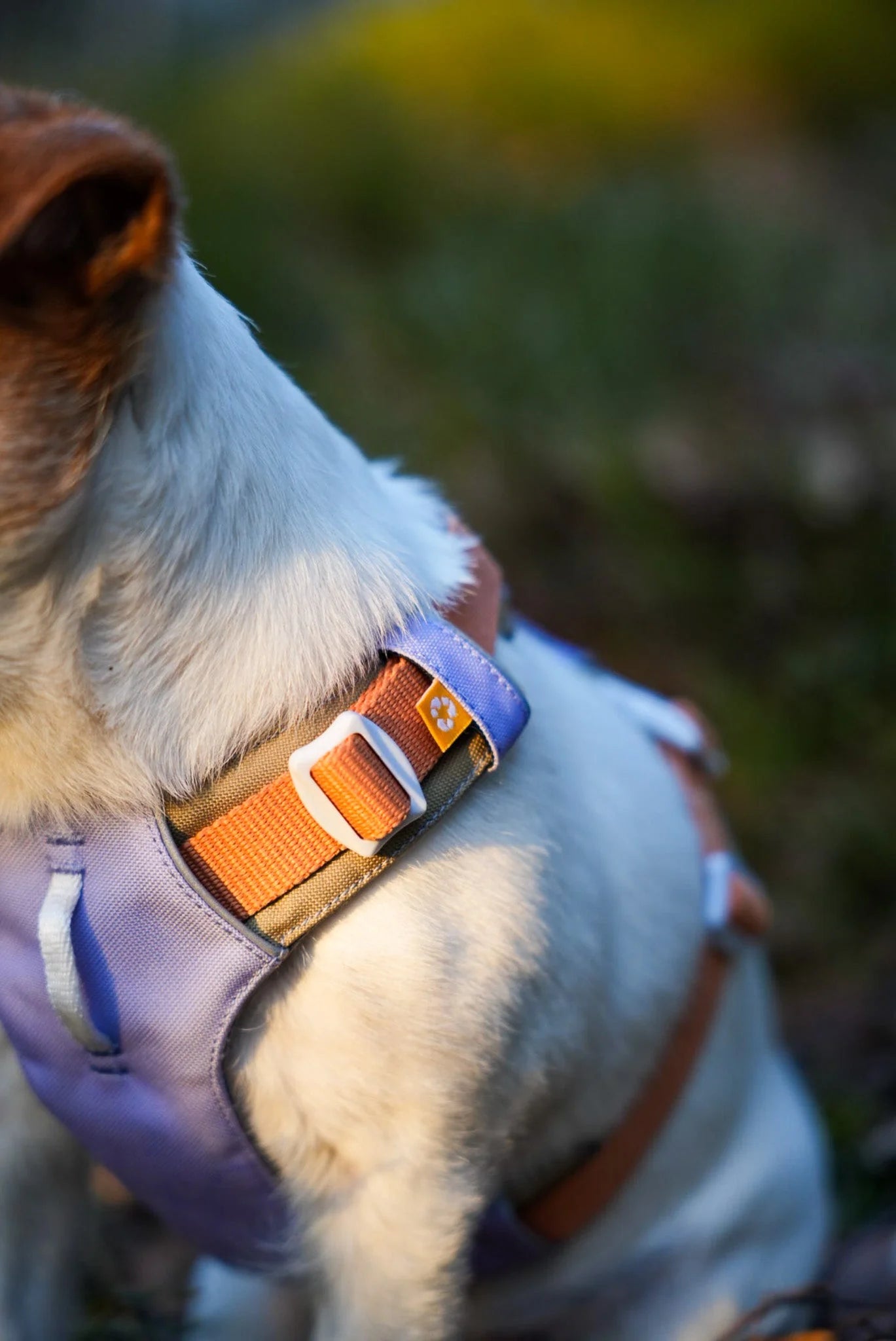 Harnais Alpha 360 Woolly Wolf Lavande
