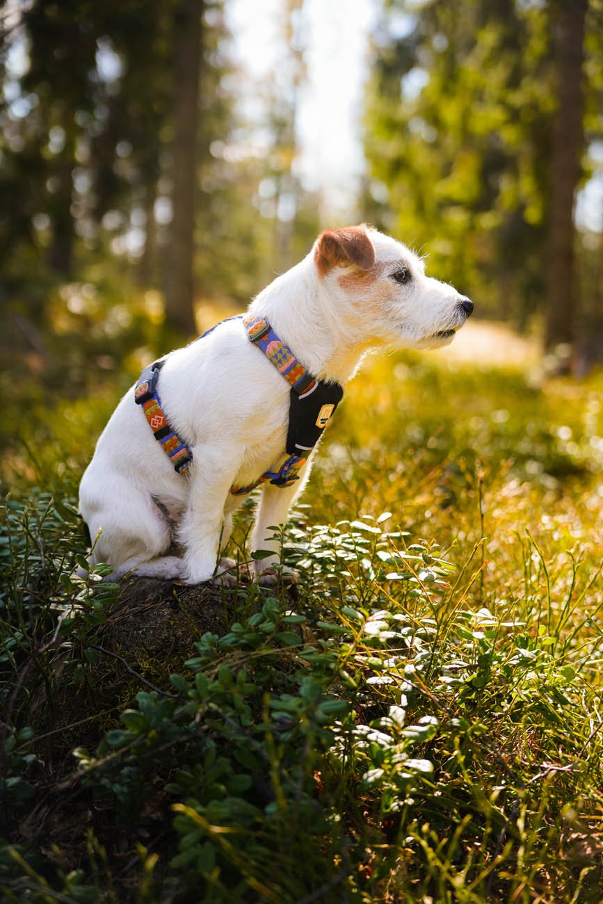 Woolly Wolf Harness Nighless Night