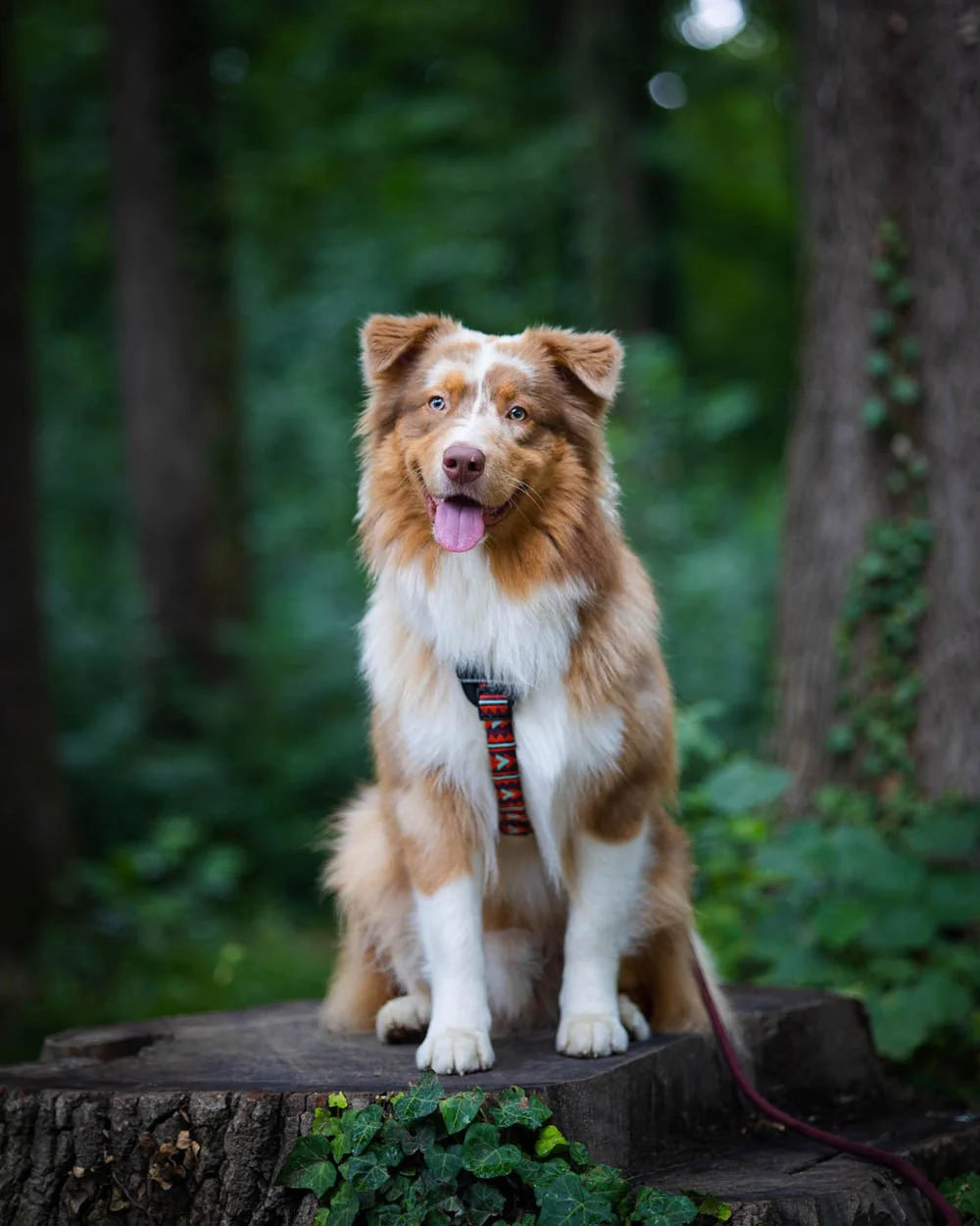 Woolly Wolf Harness Polar Night