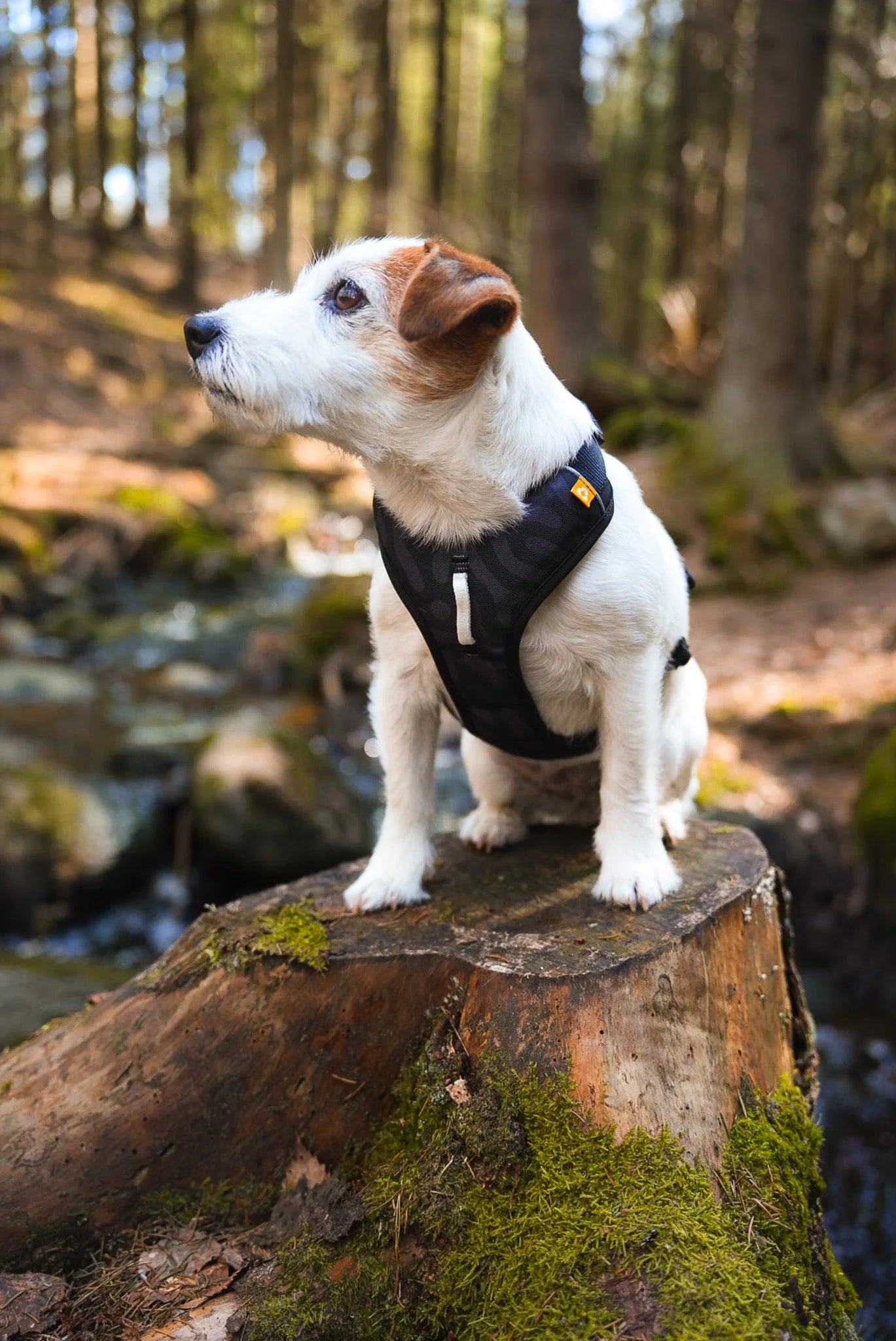 Woolly Wolf Roam Ripple Harness Black