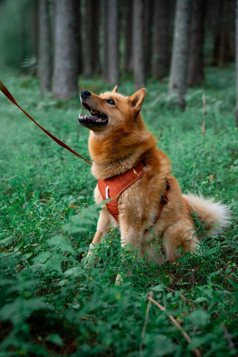 Woolly Wolf Roam Ripple Harness Terracotta
