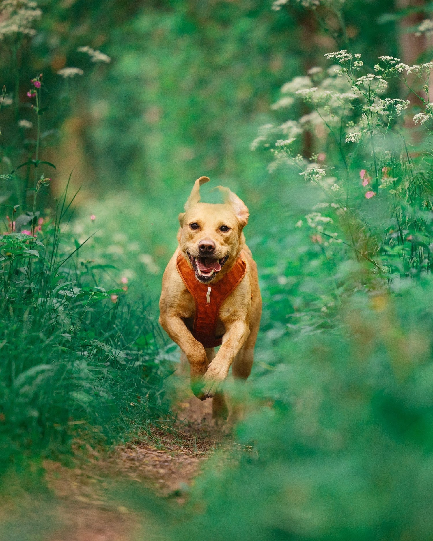 Harnais Woolly Wolf Roam Ripple en terre cuite